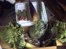 �����Ă����؃T���v��